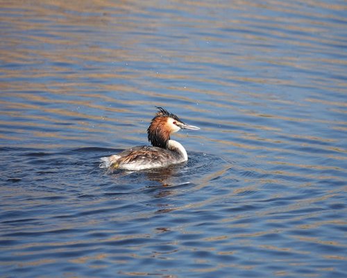 Mujer trabajando tranquila
